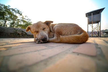 Pashupatinath Tapınağı'nda bir kış akşamı uyku kahverengi sokak köpeği