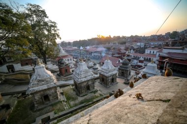 Maymunlar ve Katmandu, Nepal tesislerinde Pashupatinath Tapınağı