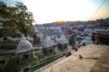 Maymunlar ve Katmandu, Nepal tesislerinde Pashupatinath Tapınağı