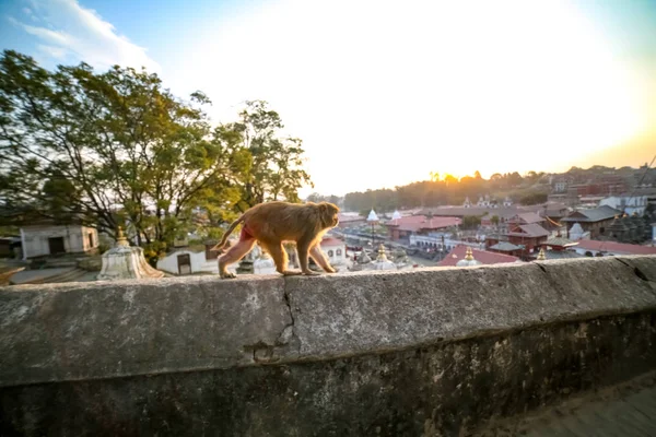 Monkey walking on a wall at Pashupatinath Temple