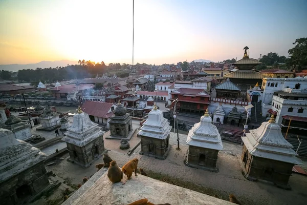 Macacos Templo Pashupatinath — Fotografia de Stock