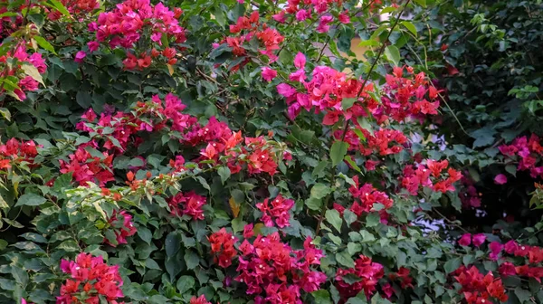 Jardin Fleurs Blanches Aux Feuilles Roses — Photo
