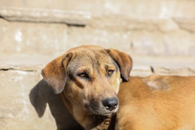 Kameraya bakarak uykulu sokak köpeği