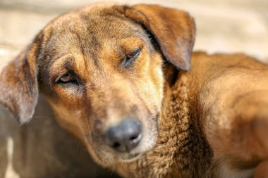 Kameraya bakarak uykulu sokak köpeği