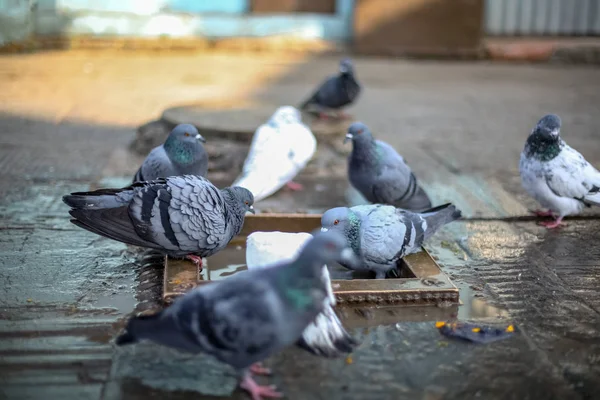 Grupo Palomas Bañándose Juntas —  Fotos de Stock