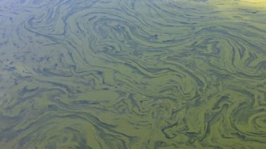 Yeşil su birikintisi arka plan veya doku