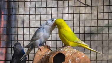 Bir çift muhabbet kuşu ya da muhabbet kuşu kafes öpüşme