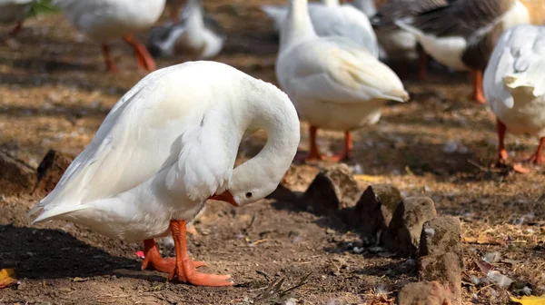 Binnenlandse Chinese Ganzen Bij Vijver — Stockfoto