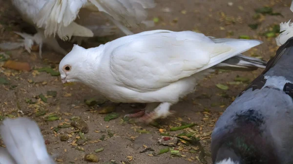 Groupe Pigeons Mangeant Des Grains — Photo