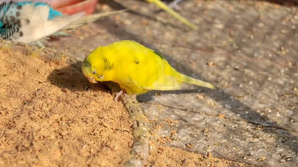 Par Budgerigar Periquito Comiendo Granos — Foto de Stock