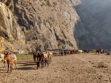 Katır ve eşek bir açık alana otlatma
