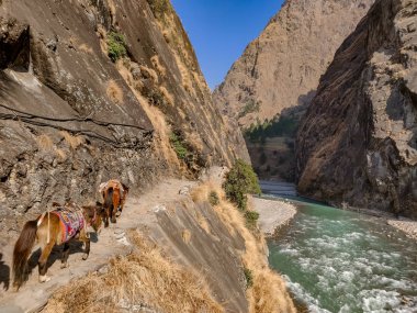 Katırlar malzemeleri taşıyan ridge kenarında yürüyüş