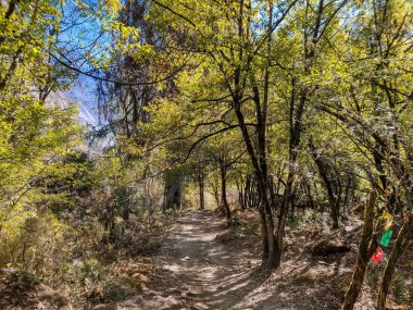 Yeşil orman sabah. Trekking iz Manaslu koruma alanında Nepal. sarı ağaçlar