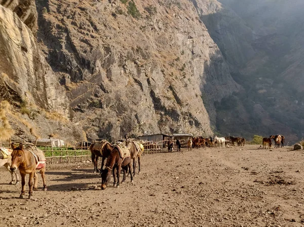 Katır ve eşek bir açık alana otlatma