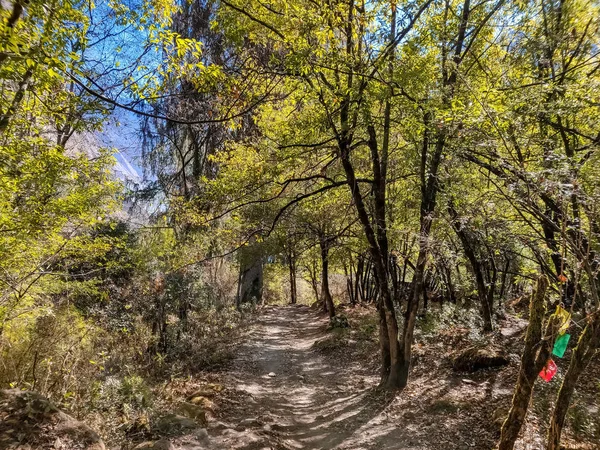 Yeşil orman sabah. Trekking iz Manaslu koruma alanında Nepal. sarı ağaçlar