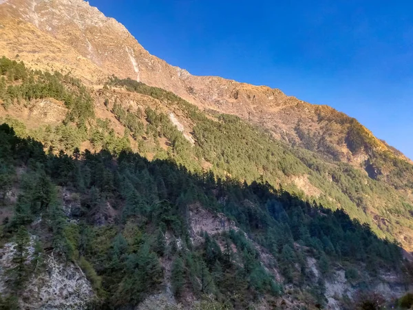 Çam ağaçları ve orman Nepal dağlık bölgede