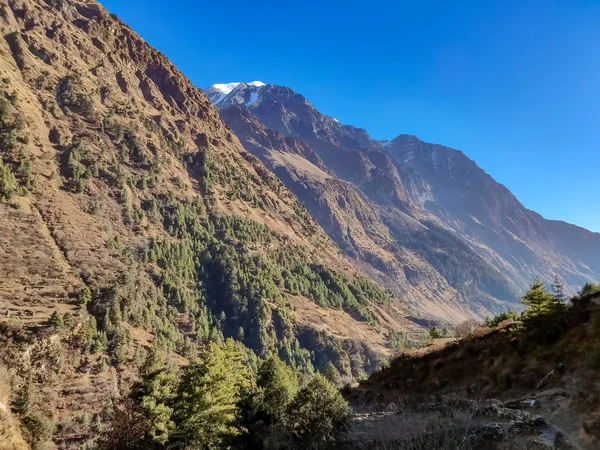 Pine Trees Forest Hilly Region Nepal — Stock Photo, Image