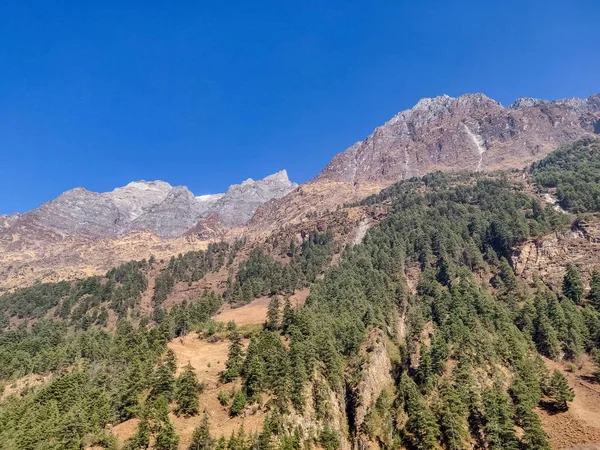 Çam ağaçları ve orman Nepal dağlık bölgede