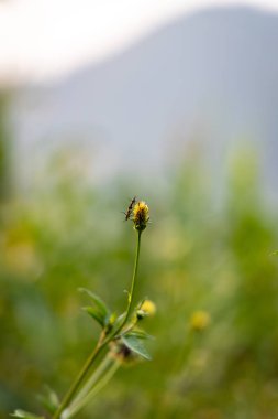 Yol yanında büyüyen küçük yabani çiçek