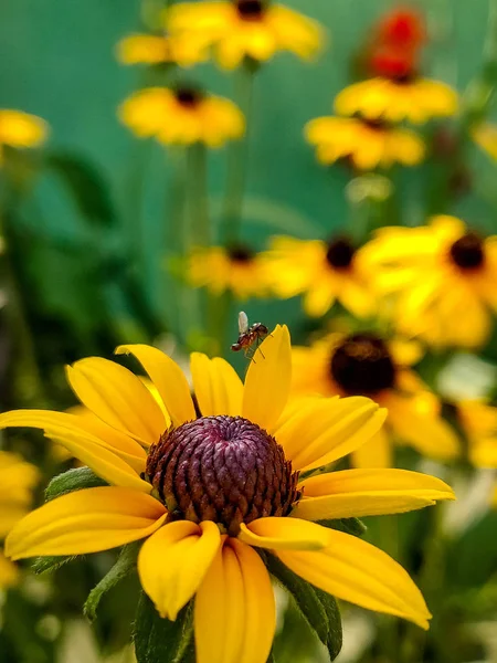 Kleines Insekt Sitzt Auf Dem Gelben Blatt Der Gelben Blume — Stockfoto