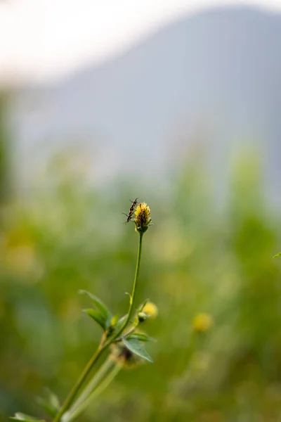 Piccolo Fiore Selvatico Che Cresce Lungo Strada — Foto Stock