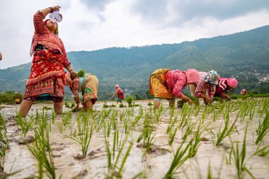 Nepalli/ Asyalı kadın çiftçiler cin alanında çalışıyor
