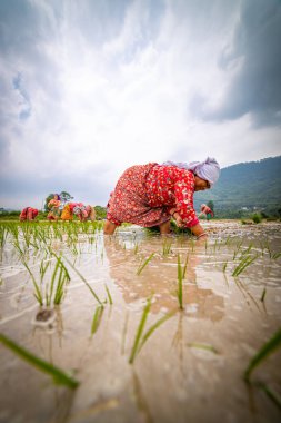 Nepalli/ Asyalı kadın çiftçiler cin alanında çalışıyor