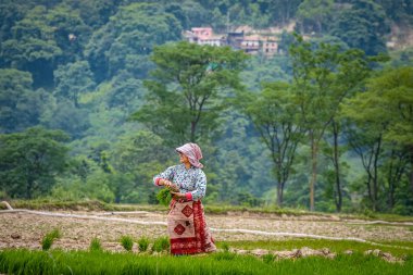 Nepalli/ Asyalı kadın çiftçiler cin alanında çalışıyor