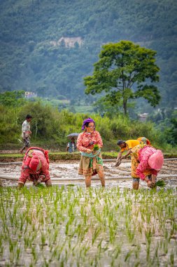 Nepalli/ Asyalı kadın çiftçiler cin alanında çalışıyor