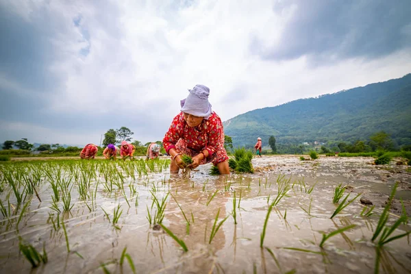 Nepalli/ Asyalı kadın çiftçiler cin alanında çalışıyor