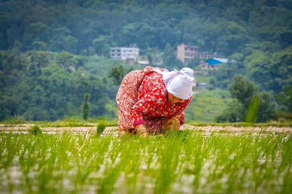 Nepalli/ Asyalı kadın çiftçiler cin alanında çalışıyor