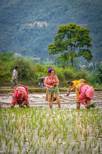 Nepalli/ Asyalı kadın çiftçiler cin alanında çalışıyor