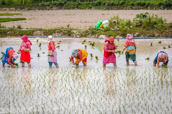 Nepalli/ Asyalı kadın çiftçiler cin alanında çalışıyor