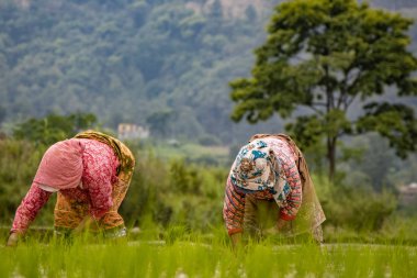 Nepal'de Ulusal Çeltik Günü sırasında alan sürme Nepalli çiftçiler
