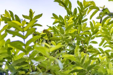 Yeşil asya papağan guava ağacı üzerinde oturan. Doğada kamuflaj.
