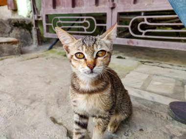 Küçük kedi kameraya merakla bakıyor