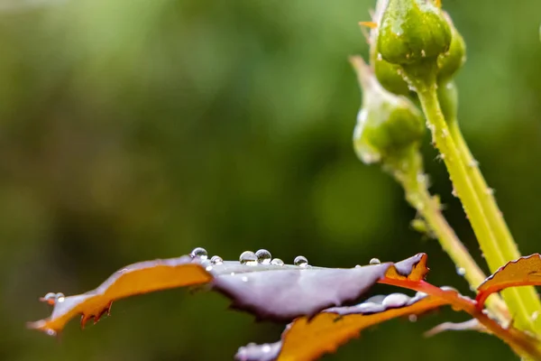 Rain or water drops on a rose plant