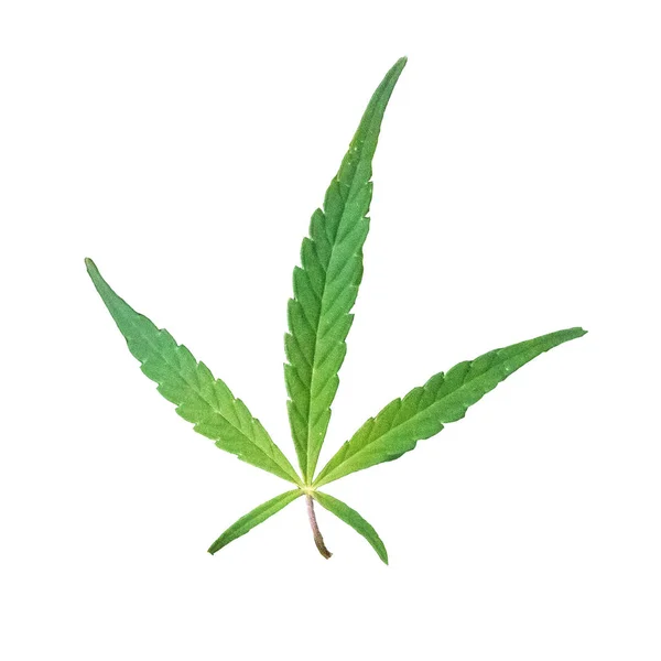 白い背景に隔離された麻や大麻の植物 — ストック写真