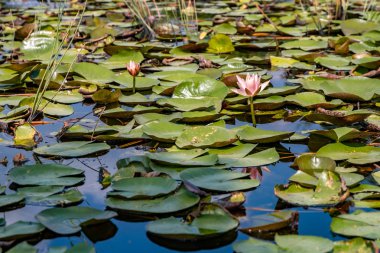 Gölette çiçek açan nilüfer bitkisi.