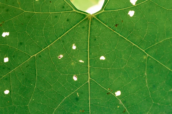 Nahaufnahme Von Blättern Blattadern — Stockfoto