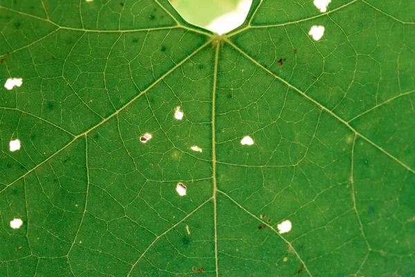 Gros Plan Sur Les Feuilles Veines Foliaires — Photo