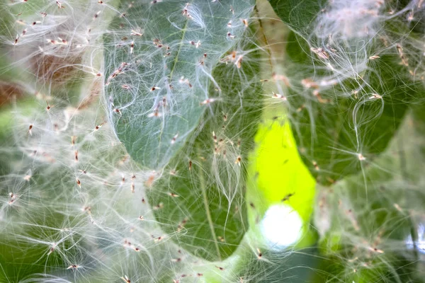 Rotzooi Van Spinnenwebben Een Boom Plant — Stockfoto