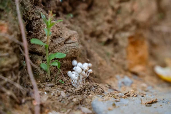 Champignon Sauvage Minuscule Pousse Sur Coin — Photo