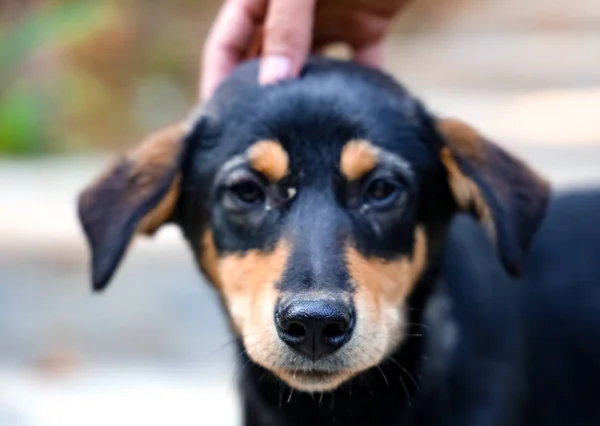 Hand of a man pets a dog