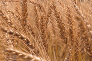 Altın Cornish arpası hasat için hazır bir tarlada.