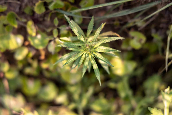 Marijuana Selvatica Pianta Cannabis Cresce Sul Ciglio Della Strada — Foto Stock