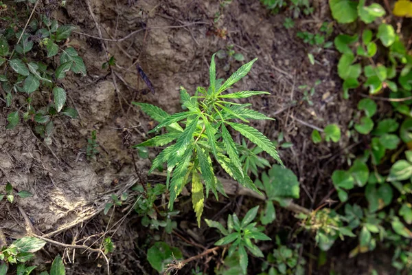 Maconha Selvagem Planta Cannabis Cresce Lado Estrada — Fotografia de Stock