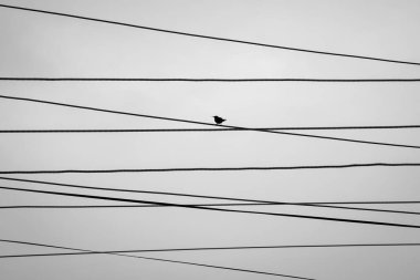 Siluetli kuş elektrik kablolarının üzerinde oturuyor. Siyah ve beyaz