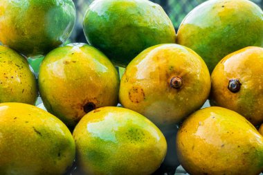 Taze Hasat Mevsimlik Organik Alphonso, Mango Kralı, yağmura tutuldu. Muson mevsiminde nefis bir mango.