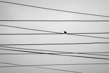 Siluetli kuş elektrik kablolarının üzerinde oturuyor. Siyah ve beyaz